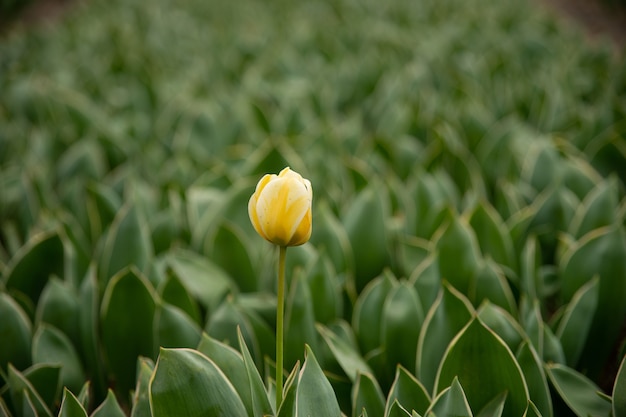 Free photo selective focus shot of a yellow flower surrounded by green leaves