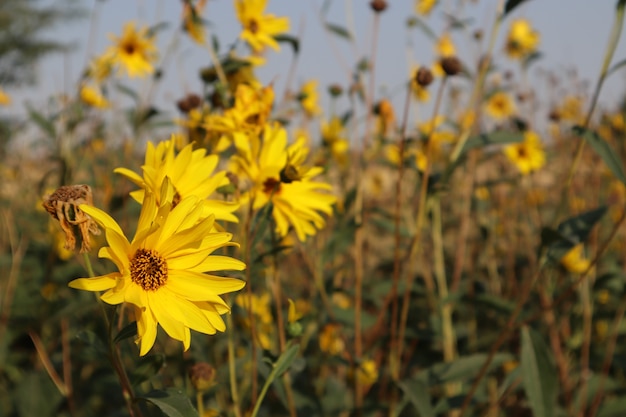 Selective focus shot of yellow small sunflowers blooming with a blurred background