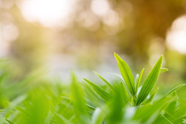 Selective Focus of Soft Foliage with Summer Light Background