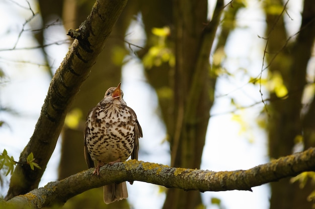 Selective focus of Song Thrush singing on a tree branch in forest