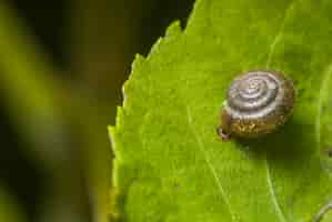 Free photo selective focus of a transparent snail shell on a green leaf