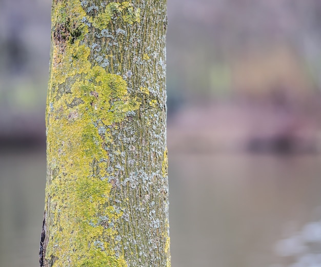 Free Photo selective focus of a tree bark covered in mosses under the sunlight at daytime