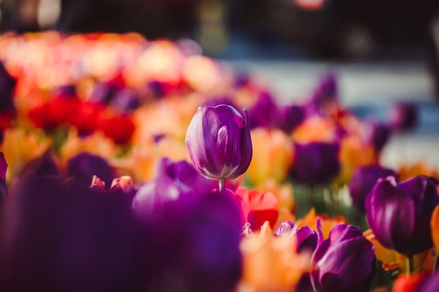 Selective focus  of tulip flower