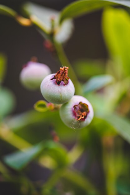 Selective focus of unripe blueberries surrounded by greenery in a field under the sunlight