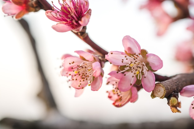 Free Photo selective focus view of beautiful cherry blossoms in a garden captured on a bright day