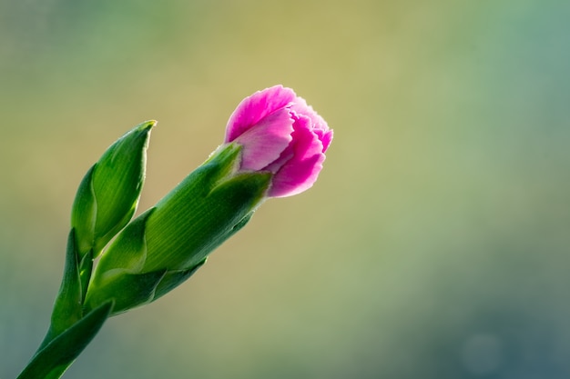 Free Photo selective focus view of a beautiful pink blossom with a blurred natural background