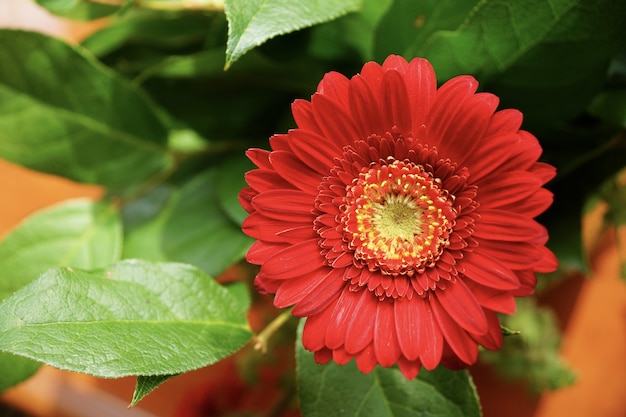 Free photo selective focus view of a beautiful red gerbera flower with a blurred background