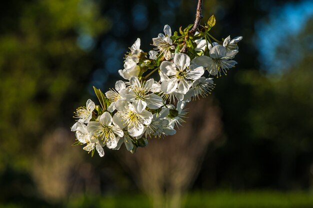 Selective focus  of white blossoms on a tree branch - 