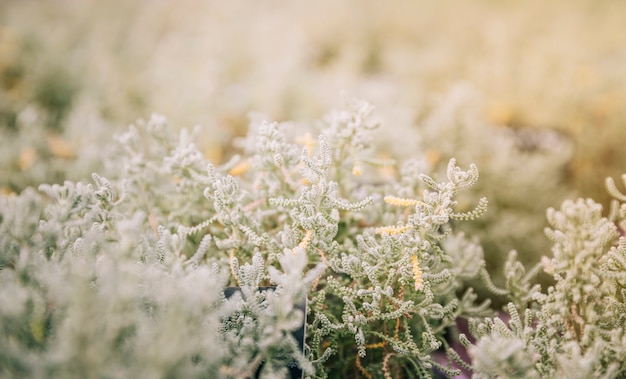 Selective focus of white leaves of plant