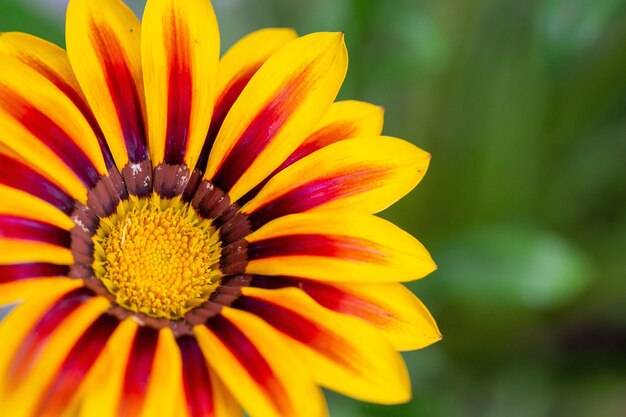 Selective focus  of a yellow flower with red marks on leaves