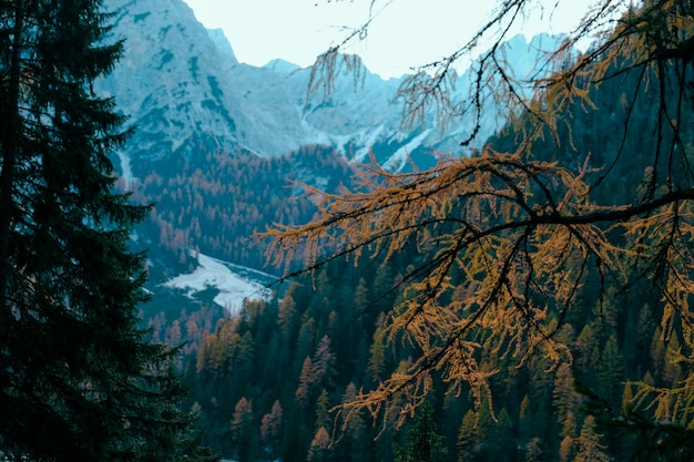 Selective focus of a yellow larch tree branch with a tree covered mountains