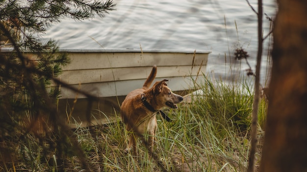 Selective shot of a brown dog with black collar standing on grass near a boat on the lakeside