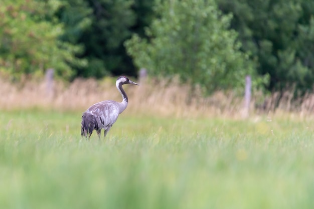 Free photo selective shot of a common crane in a field under the sunlight  with a blurry background