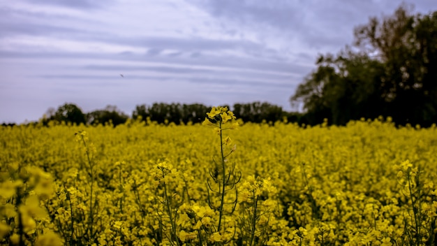 Selective shot a field of yellow petaled flowers surrounded by trees under a blue sky