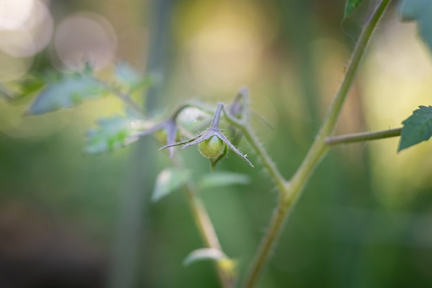 Free photo selective shot of the green raw tomatoes in a garden