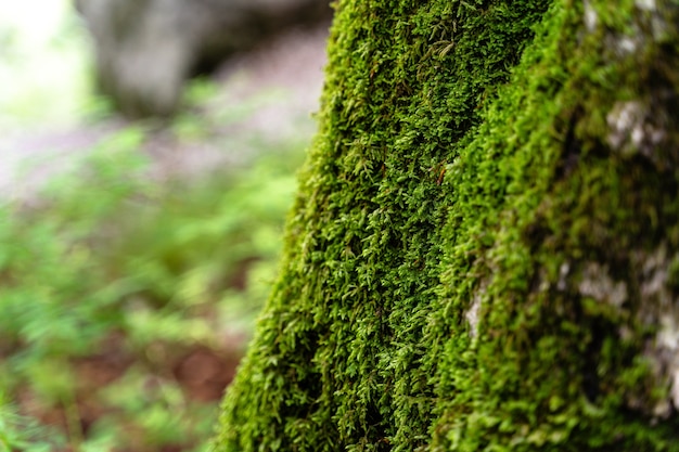 Free photo selective shot of a mossy tree in triglav park, slovenia in the daytime