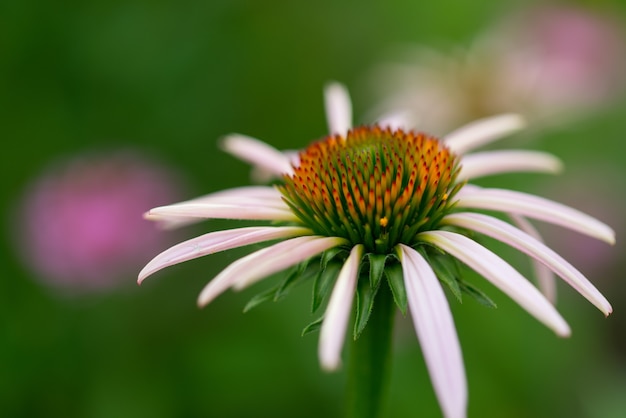 Free Photo selective shot of a pink coneflower under the sunlight