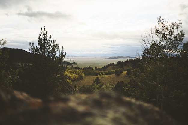 Free Photo selective wide shot of green trees under a white cloudy sky