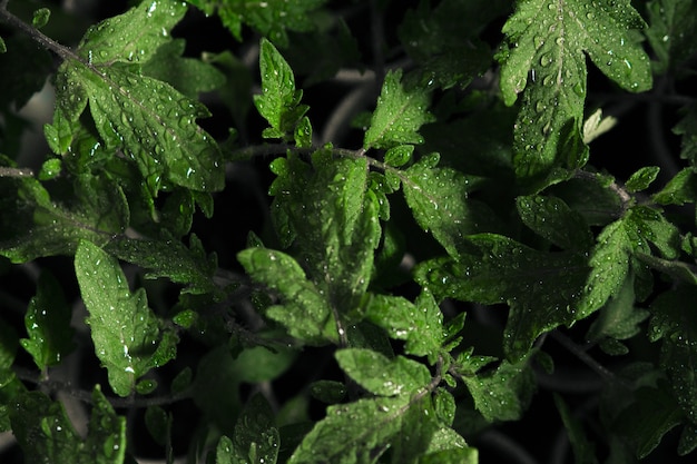 Free photo selectively focused shot of wet green leaves