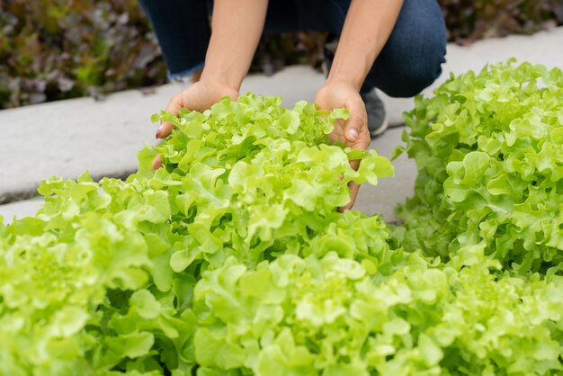 senior adult couple picking vegetable from backyard garden