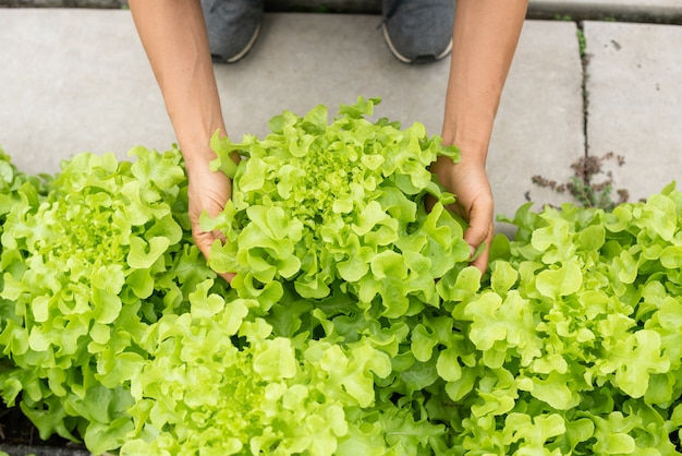 senior adult couple picking vegetable from backyard garden