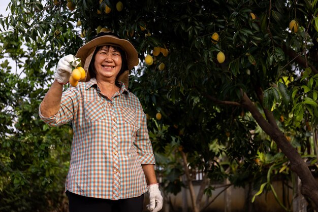 Free photo senior asian farmer harvesting fresh sweet yellow marian plums or gandaria fruit maprang or mayongchit exotic tropical fruits