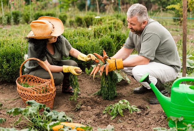 Senior couple harvesting carrots