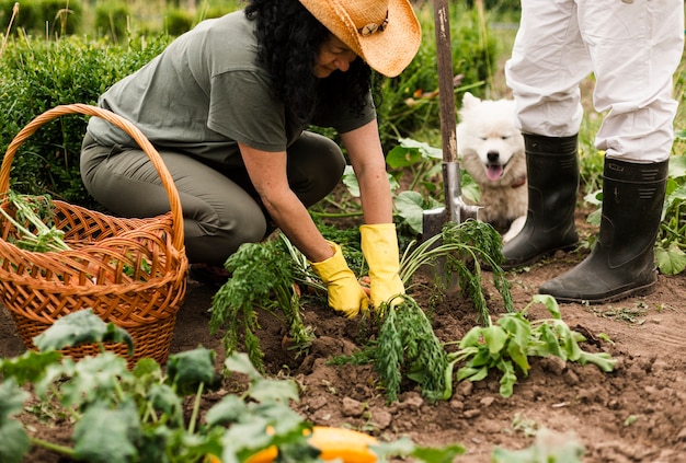 Senior couple harvesting carrots