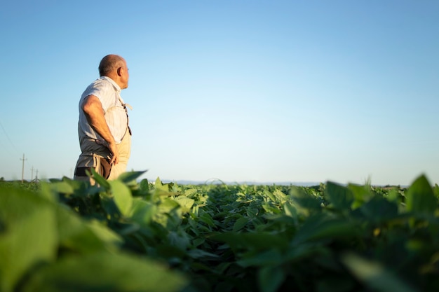 Senior farmer agronomist in soybean field overlooking and checking crops before harvest