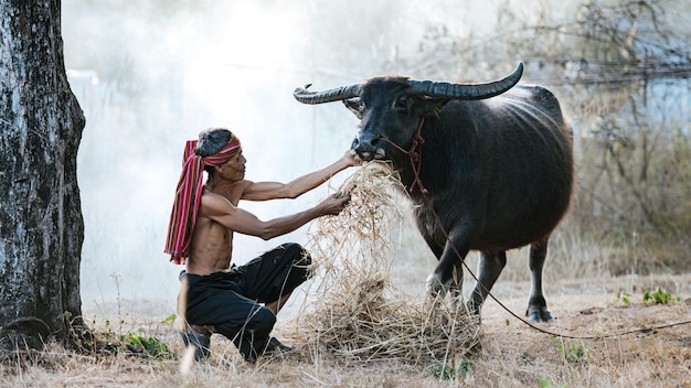 Senior farmer shirtless and turban in loincloth feeding dry grass or straw and touch on buffalo with love, smoke in background and copy space, rural scene of countryside in Thailand