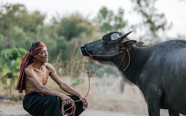 Senior farmer shirtless and turban in loincloth talking with buffalo after working in agricultrue, smoke in background and copy space, rural scene of countryside in Thailand