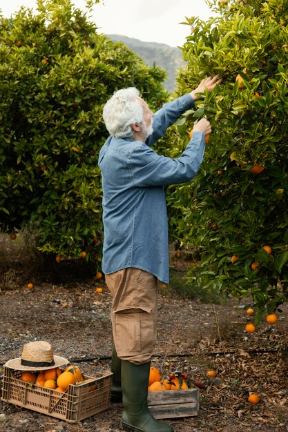 Senior man harvesting orange trees