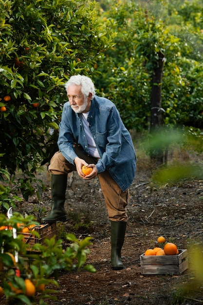 Free photo senior man standing next to his orange trees