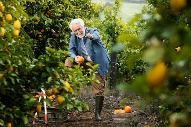 Free photo senior man standing next to his orange trees