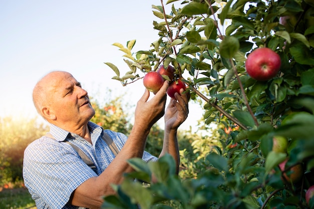 Free photo senior man worker picking up apples in fruit orchard