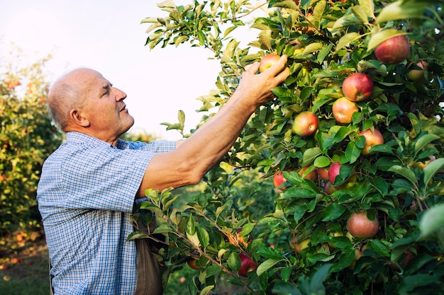 Free photo senior man worker picking up apples in fruit orchard