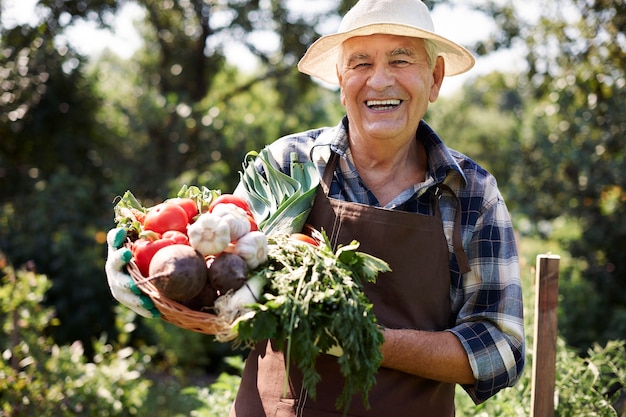 Senior man working in the field with a chest of vegetables