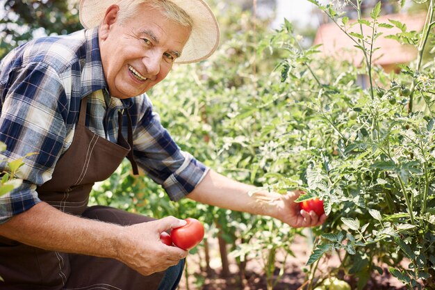 Senior man working in the field with vegetables