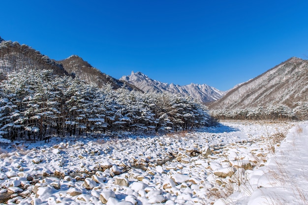 Free photo seoraksan mountains is covered by snow in winter, south korea