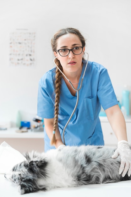 Serious female veterinarian checking dog with stethoscope lying on table