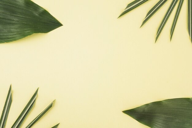 Set of assorted palm leaves