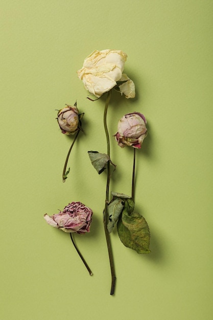 Free photo set of dried roses on green background top view