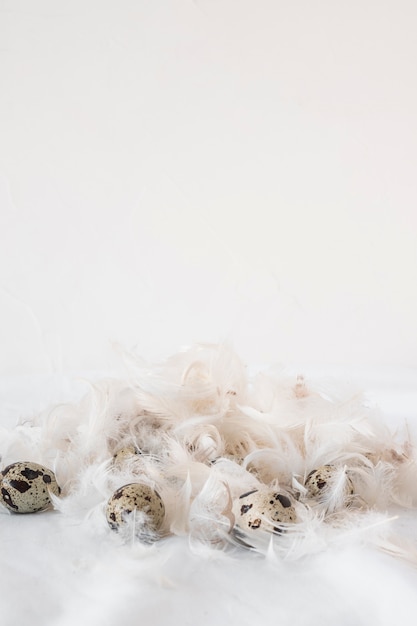 Free photo set of easter quail eggs between heap of feathers