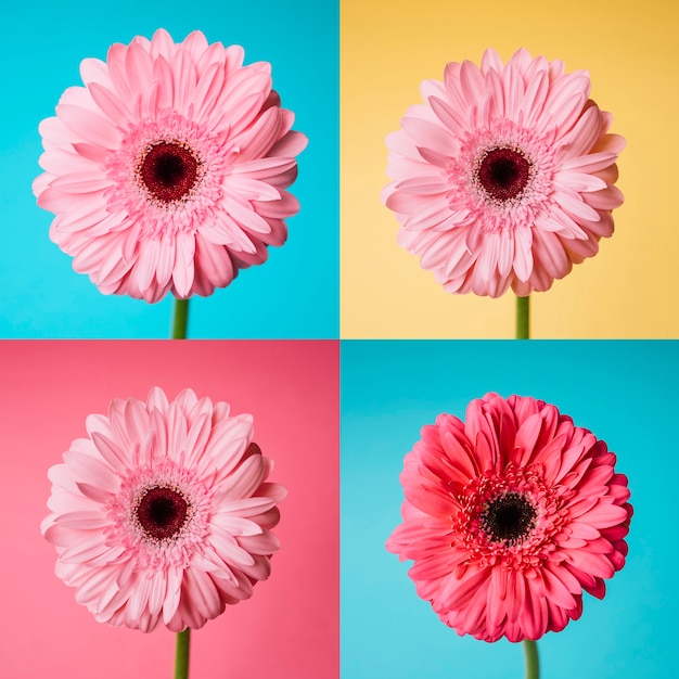 Free Photo set of flower pictures