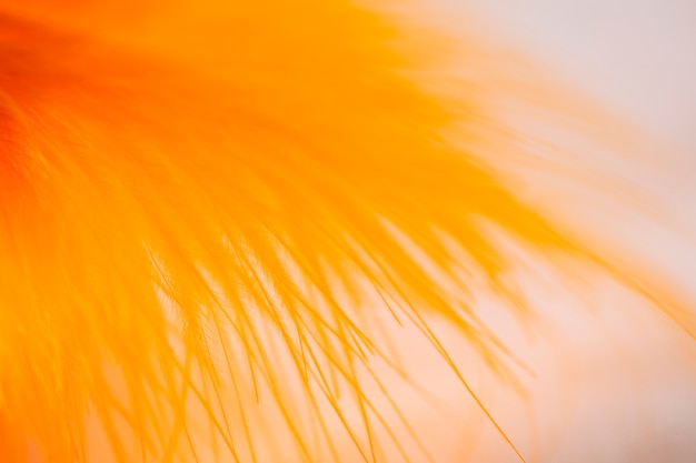 Free Photo set of many abstract orange fibers 