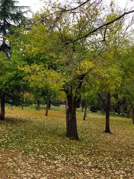 Free photo several trees next to each other during daytime