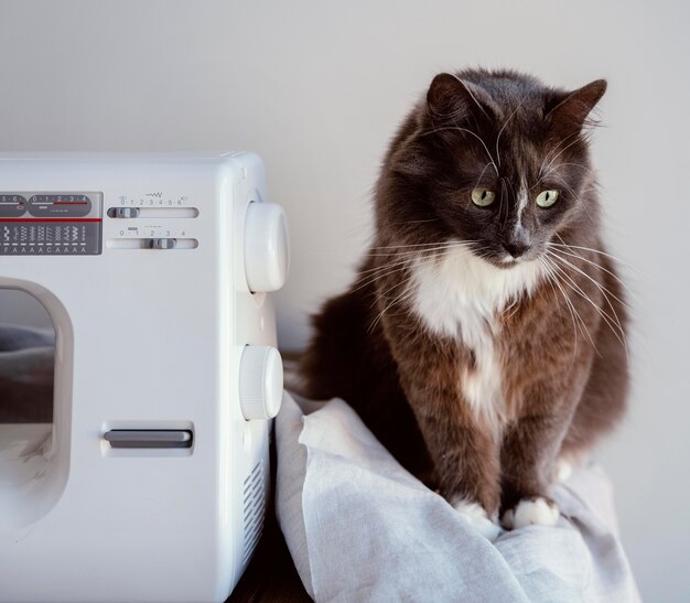 Sewing machine and cat front view