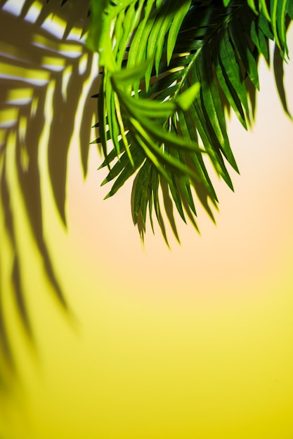 Shadow of green leaves on colored background