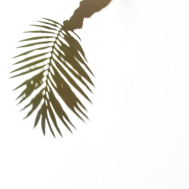 Shadow of hand holding palm leaf on white background