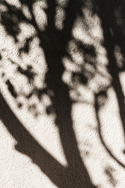 Free Photo shadow of a tree on the wall